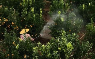 臍橙臍黃病的防治辦法，首先從培育健旺的樹勢著手