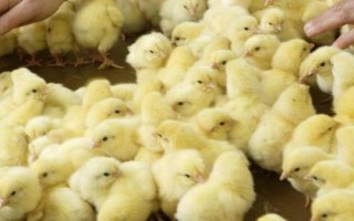 小雞拉稀的原因，飼料中的粗蛋白含量過多、會刺激腸道引發(fā)拉稀