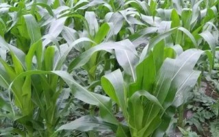 通育189玉米種子特征特性，4月末～5月初播種