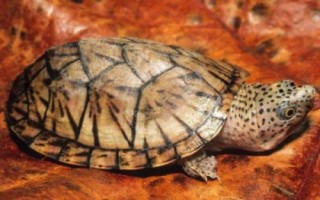 麝香龜喂什么好，動物性、植物性和合成飼料均可