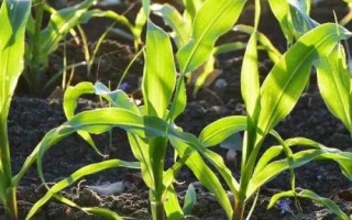 魯單523玉米品種簡(jiǎn)介，夏播生育期103天