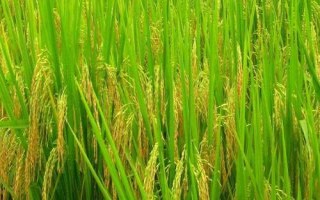 皖兩優(yōu)88水稻種子特征特性，全生育期116.7天