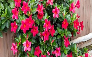 飄香藤的花語，寓意難忘愛情、充滿生機(jī)等