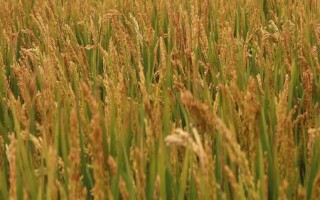 桂育11號(hào)水稻種子介紹，適時(shí)播種