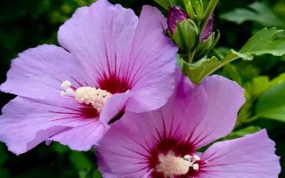 家里可以養(yǎng)木槿花嗎，家里不適合養(yǎng)木槿花