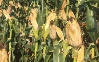 新谷玉219玉米種簡(jiǎn)介，適宜播種期4月下旬—5月上旬