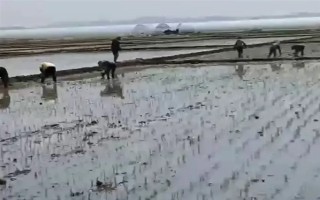 海瓜子怎么養(yǎng)殖，排干水塘再將種苗均勻撒在塘面上