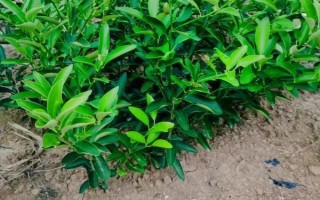 金桔的栽培種植技術(shù)，栽種金桔需要肥沃松軟的土壤