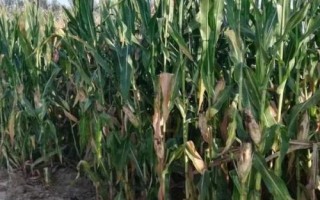 HL500玉米種子特征特性，適宜密度為每畝5000株左右