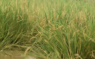 信粳1787水稻種簡(jiǎn)介，中抗稻瘟病