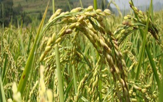 中科黑糯1號(hào)水稻品種簡(jiǎn)介，晚稻6月下旬至7月上中旬播種