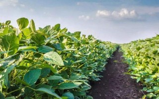 九農(nóng)35大豆品種簡(jiǎn)介，適宜播期為4月底至5月初