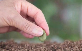 在家種蠶豆的方法，浸種消毒后再撒播覆土