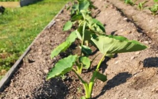 芋頭幾月份培土，每年6月份開始