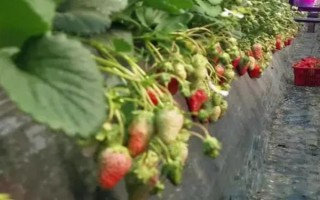 哪些因素會(huì)影響草莓膨大，主要有種子、溫度、光照等5個(gè)原因