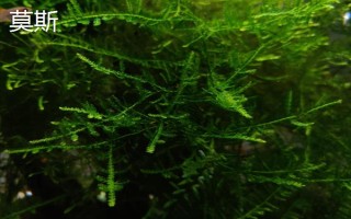 缸里有魚后如何種植水草，首先選擇生長健康、沒有遭受病蟲害的水草