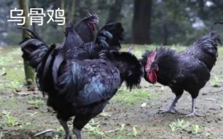 什么雞品種適合農(nóng)村散養(yǎng)，這五個品種很不錯