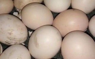 孵化小雞技術(shù)，分自然孵化和人工孵化