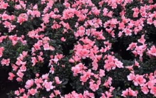 四季杜鵑的產(chǎn)地，除新疆和寧夏外各省區(qū)均有分布