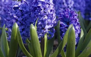 夏天怎么養(yǎng)風(fēng)信子，花謝后就要養(yǎng)好球莖