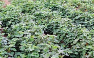 紅薯的畝產(chǎn)量，正常栽培的甘薯畝產(chǎn)可達(dá)6000斤
