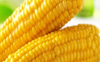 益機(jī)收1號(hào)玉米品種簡(jiǎn)介，生育期107天左右