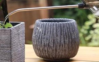 虎耳草在幾月開花，每年4到11月開花
