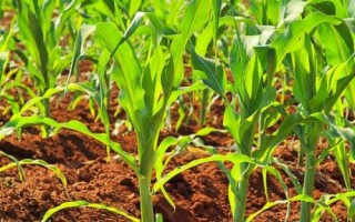 福曌328玉米種子簡(jiǎn)介，5月下旬至6月中旬播種