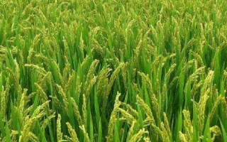皖兩優(yōu)88水稻種子特征特性，全生育期116.7天