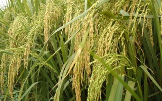 紅米絲苗水稻品種簡(jiǎn)介，特別注意防治稻瘟病