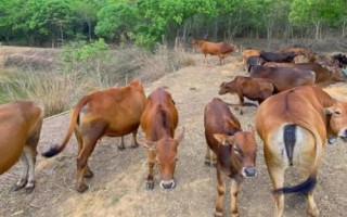 黃牛有什么特點，四肢勻稱、肌肉發(fā)達、適應能力強