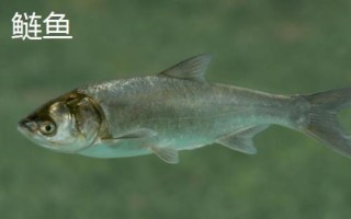 2號新關(guān)東鉤適釣魚種，7斤以內(nèi)的魚均可釣獲