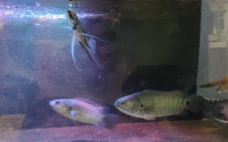 魚能吃什么，不同種類的魚吃的東西不同