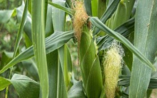 同豐165玉米品種簡(jiǎn)介，適宜密度3500株/畝