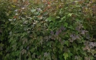 楓樹苗的價(jià)格和繁殖方式，會受到品種、規(guī)格、樹齡等條件的影響