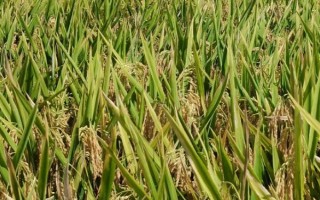 谷優(yōu)3207水稻種子介紹，全生育期116-143天
