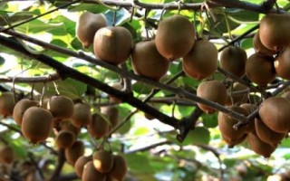 獼猴桃夏季怎么管理，病蟲(chóng)梢、徒長(zhǎng)枝要及時(shí)剪除