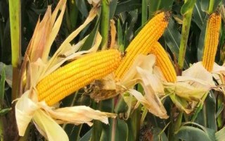 谷神玉3號(hào)玉米種子特征特性，生育期129.0天