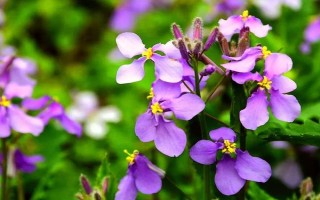 哪些花卉在正月開放，有梅花、水仙花、蟹爪蘭等品種