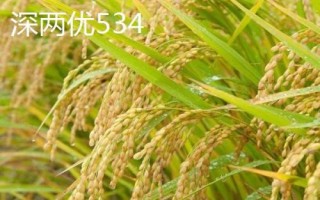 產(chǎn)量高且口感好的水稻品種，“中9優(yōu)8012”、“中早39號(hào)”等品種均為優(yōu)質(zhì)水稻