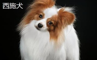 有哪些短毛大型犬，包括大丹犬、杜賓犬、羅威納犬等品種
