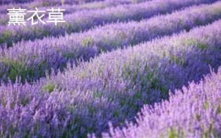 薰衣草和馬鞭草的區(qū)別，薰衣草的花序呈輪傘狀