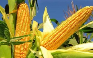 斯達(dá)糯51玉米種子特征特性，中抗大斑病