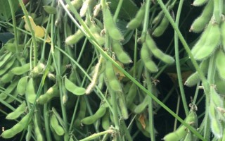 撫豆21號大豆種子特征特性，適宜密度為1.2萬株/畝