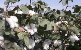 浙大14號(hào)棉花種子特征特性，全生育期122.9天