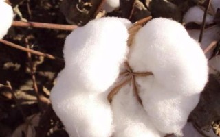 哪些農(nóng)作物在秋季成熟，包括花生、玉米、西紅柿等品種