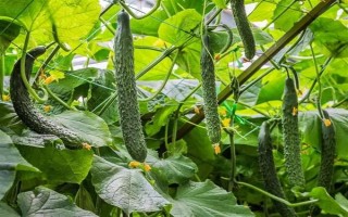 哪些蔬菜可以在6月份種植，適合選擇黃瓜、番茄、豇豆等品種