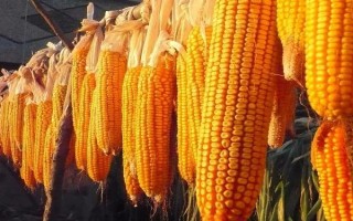 登海662玉米種子介紹，夏播生育期100天