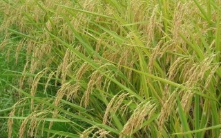 博Ⅱ優(yōu)618水稻種子介紹，每畝有效穗數約17.43萬