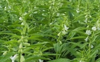 芝麻的種植條件，對土壤的要求較為嚴(yán)格